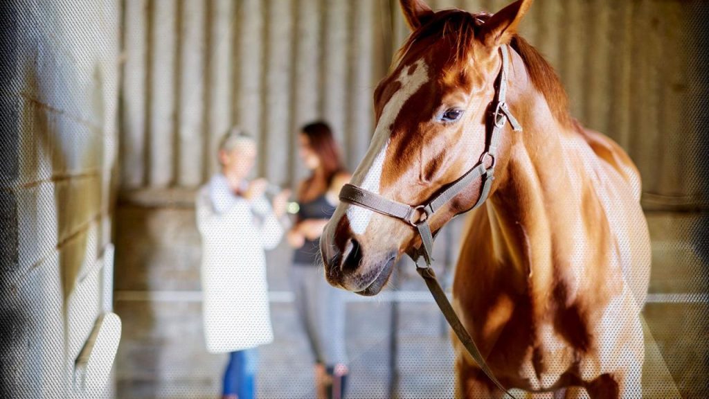 Osmanlı İmparatorluğu Döneminde Veterinerlik