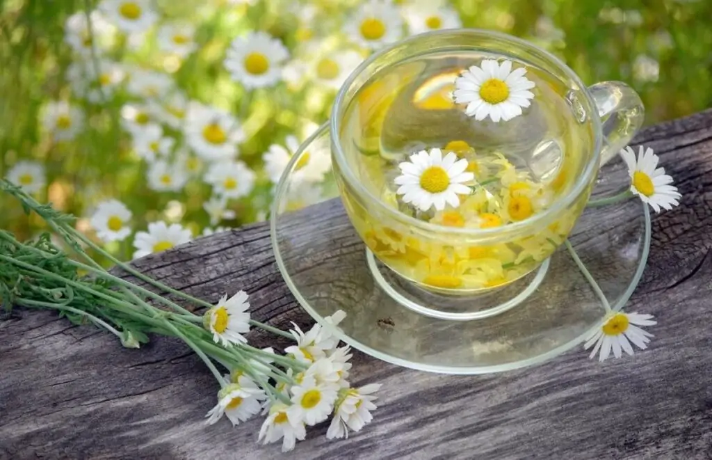 Papatya Çayının 5 Ciddi Zararı: Fazlası Faydadan Çok Zarar