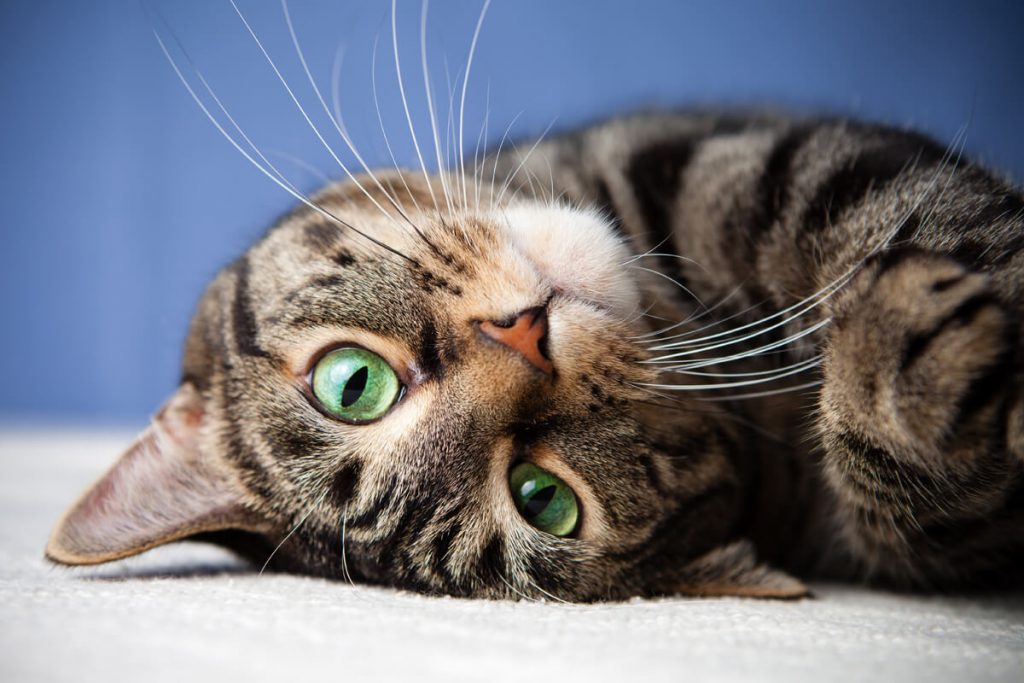 Kedilerde Kan Kusması Belirtileri, Nedenleri ve Tedavisi