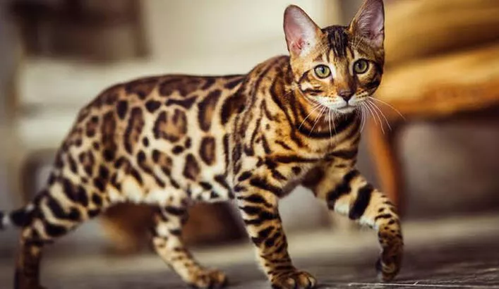 Bengal Kedisi Özellikleri Ve Bakımı