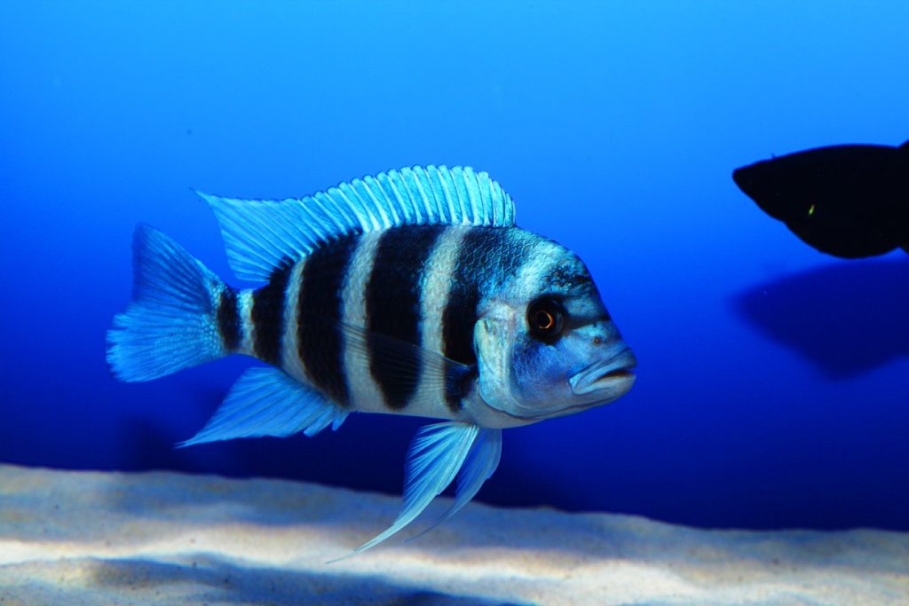 Frontoza Balığı Beslenmesi Ve Korunması