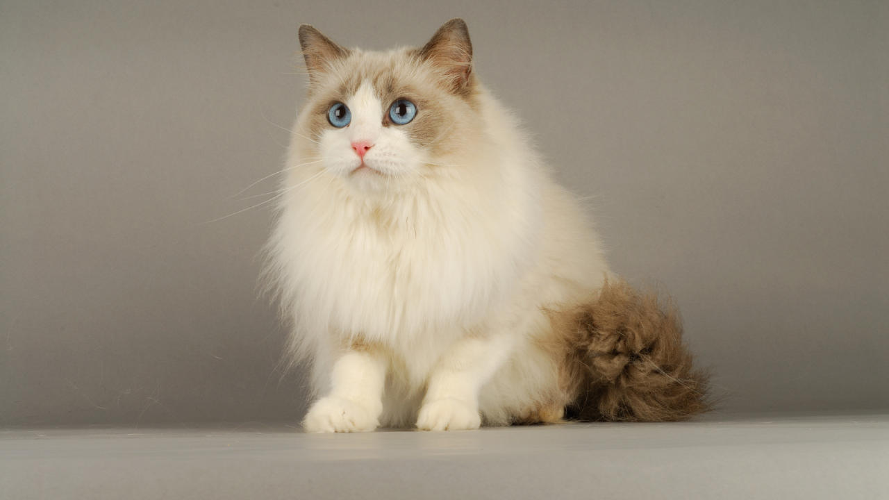 Ragdoll Kedisi: Özellikleri ve Tanımı - Saglik Kanalı