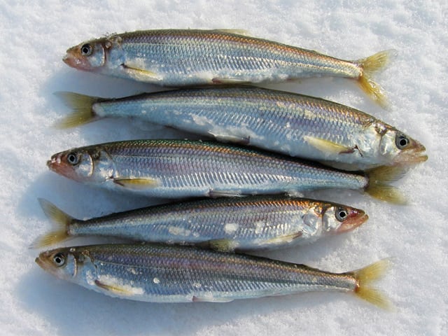 Tatlı Su Balıkları