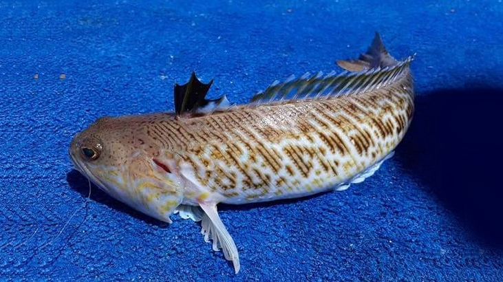 Zehirli Balık Türleri