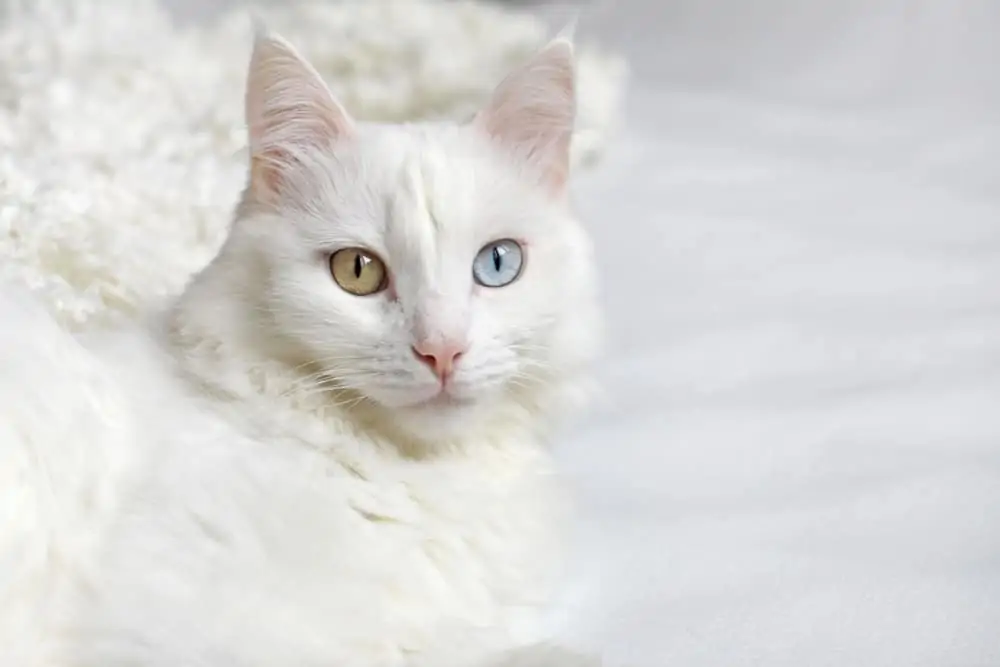 Ankara Kedisi Eğitimi Ve Beslenmesi