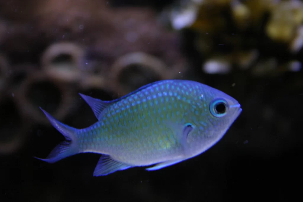Chromis Balığı Ve Yaşam Alanları