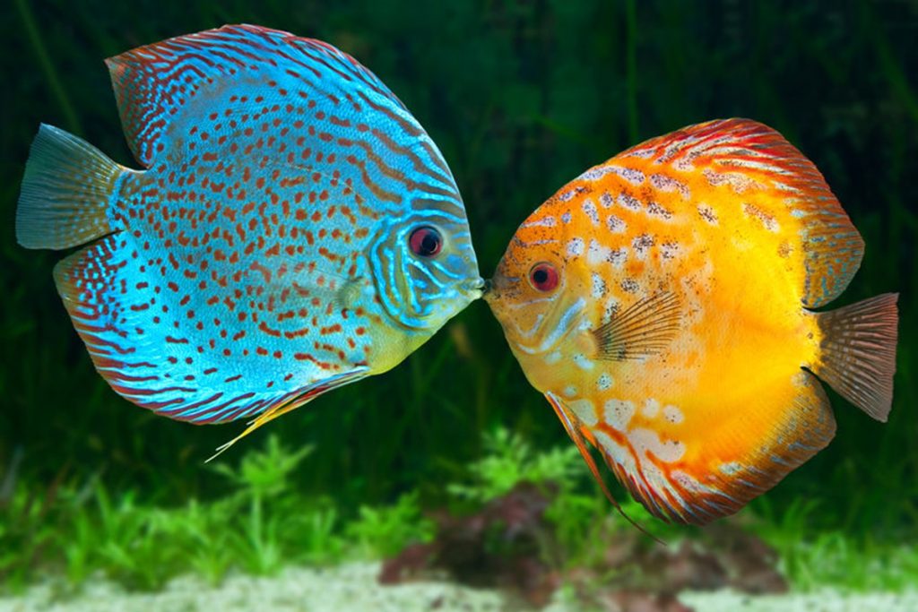 Diskus Balığı Özellikleri Ve Beslenmesi