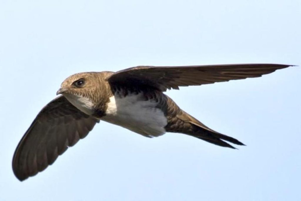 Ebabil Kuşu Özellikleri Ve Yaşam Alanları