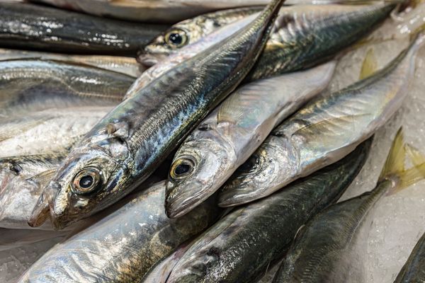 Kolyoz Balığı Özellikleri Ve Yaşam Alanları