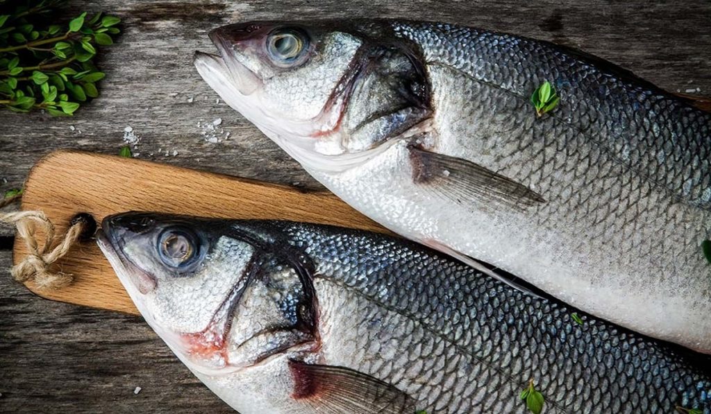 Levrek Balığı Ve Yaşam Alanı