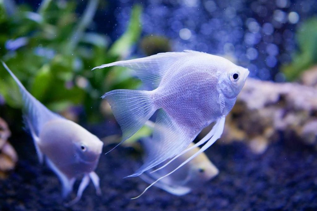 Melek Balığı Bakımı Ve Beslenmesi