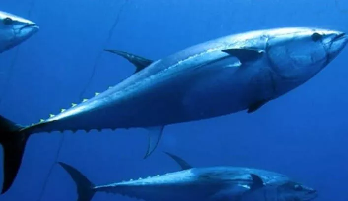 Orkinos Balığı Ve Yaşam Alanları