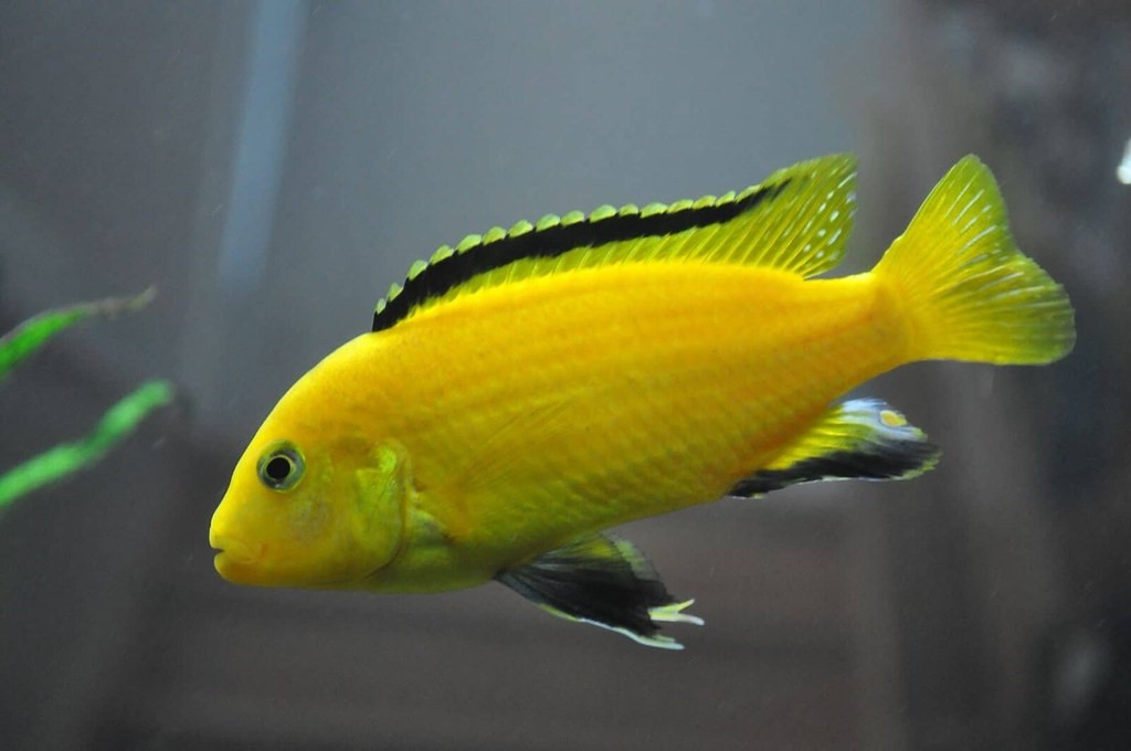 Sarı Prenses Balığı Bakımı Ve Beslenmesi