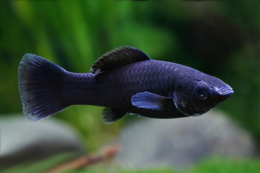 Siyah Moli Balığı Yaşam Alanları