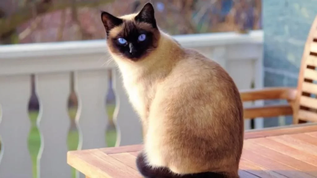 Siyam Kedisi & Hakkında Çok Merak Edilenler!