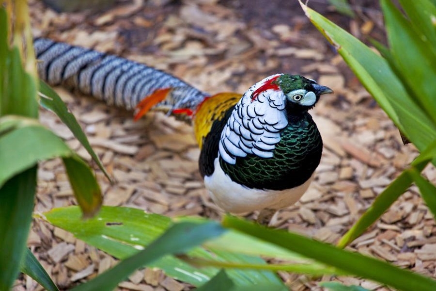 Elmas Sülün Kuşu Ve Yaşam Alanları