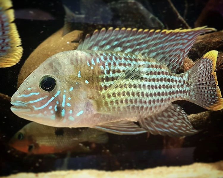 Green Terror Balığı Ve Bakımı