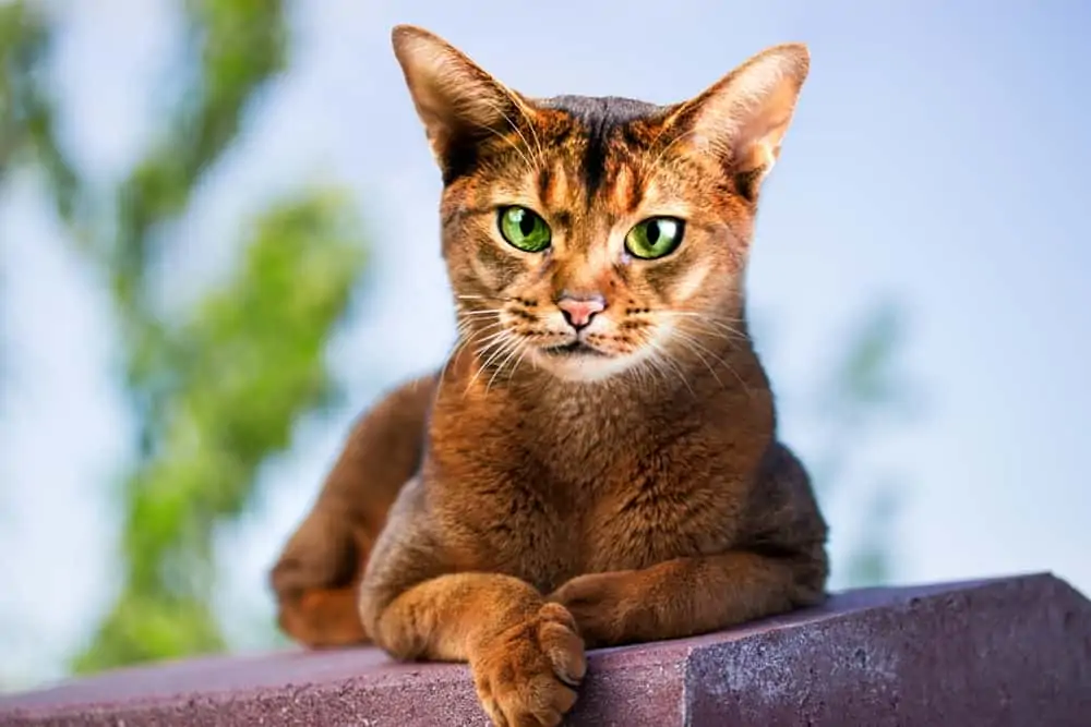 Habeş Kedisi Ve Bakımı