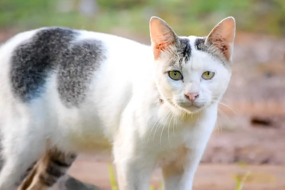 Javanese Kedisi Eğitimi Ve Bakımı
