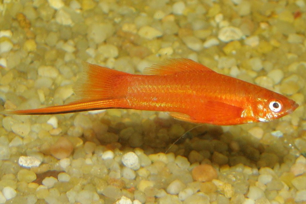 Kılıçkuyruk Balığı Ve Bakımı