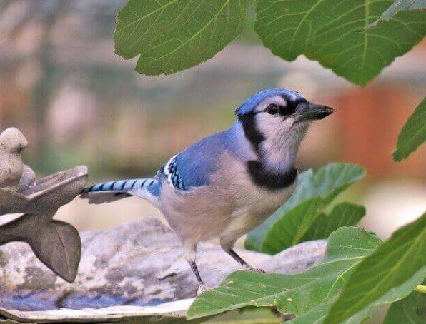 Mavi Alakarga Kuşu Ve Yaşam Alanı