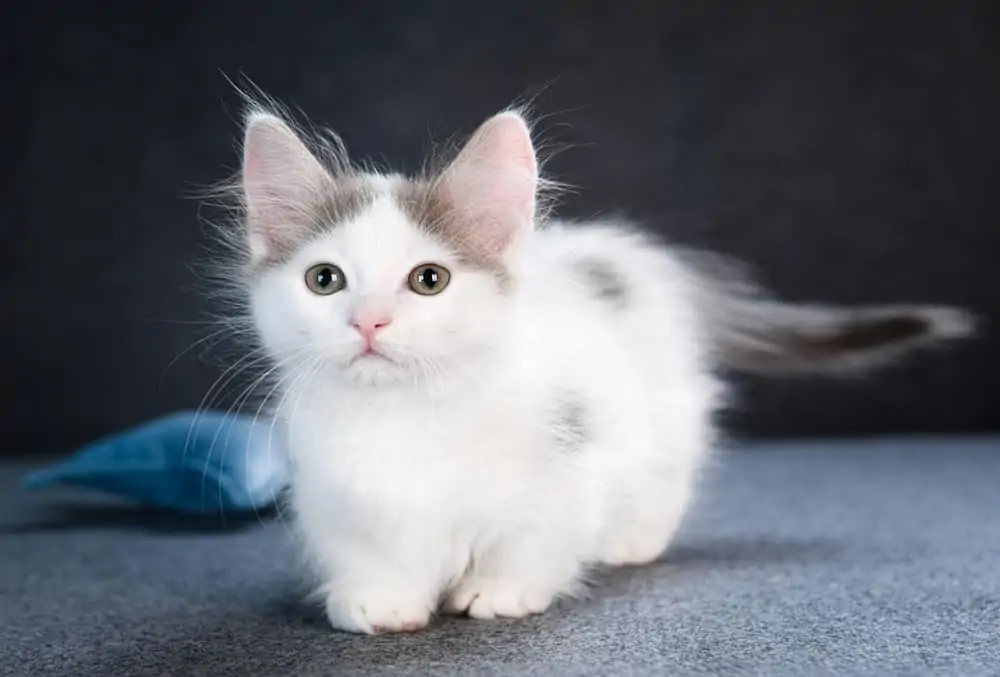 Munchkin Kedisi Eğitimi Ve Bakımı