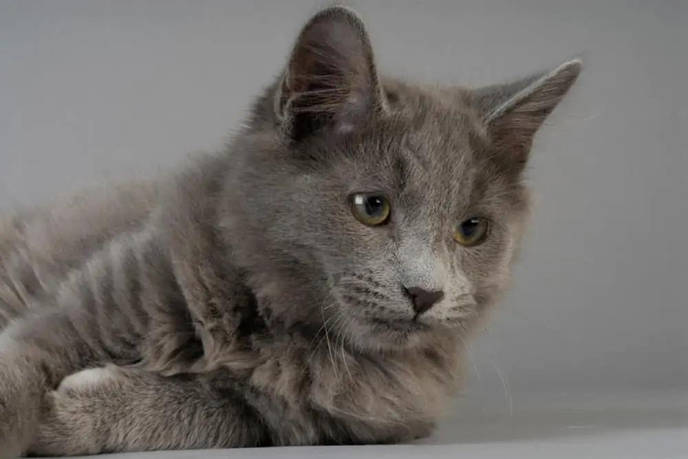 Nebelung Kedisi Bakımı Ve Eğitimi