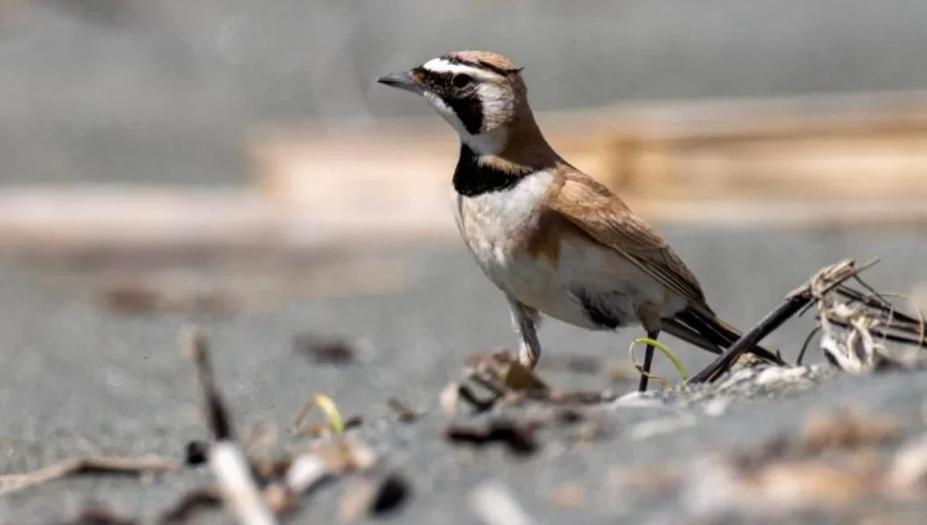Çöl Toygarı Kuşu Ve Özellikleri