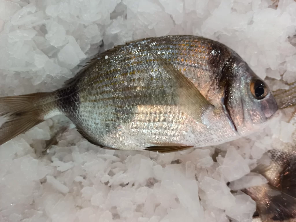 Karagöz Balığı Özellikleri Ve Beslenmesi