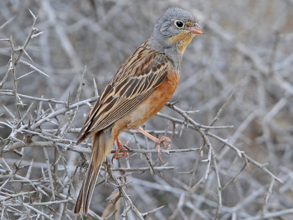 Kızıl Kiraz Kuşu Ve Yaşam Alanları