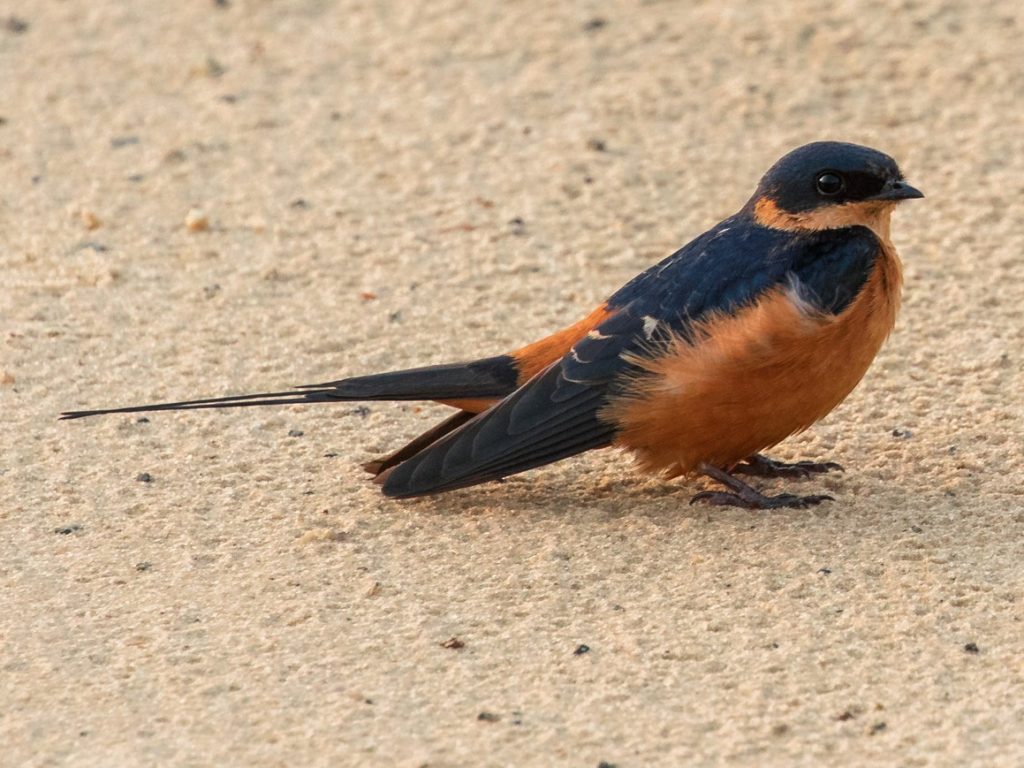 Kızıl Kırlangıç Kuşu Ve Yaşam Alanları