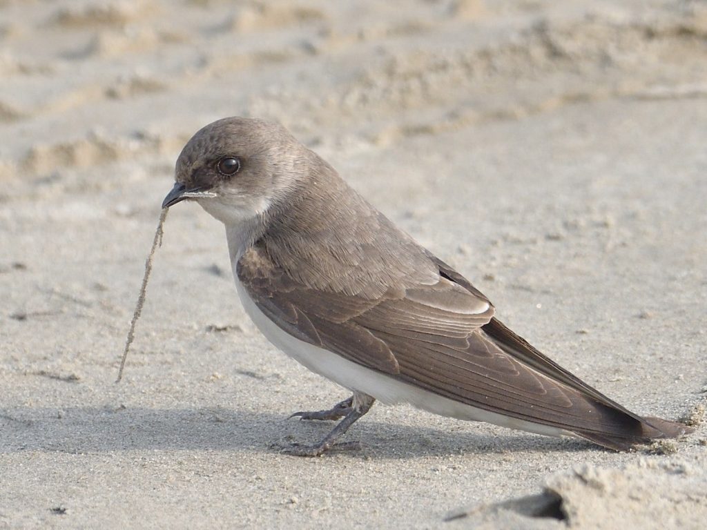 Kum Kırlangıcı Kuşu Ve Yaşam Alanları