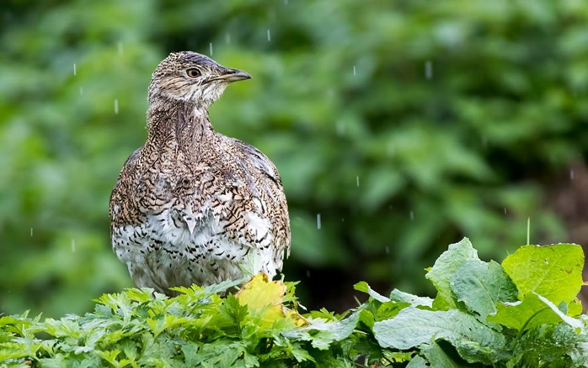 Mezgeldek Kuşu Ve Yaşam Alanları