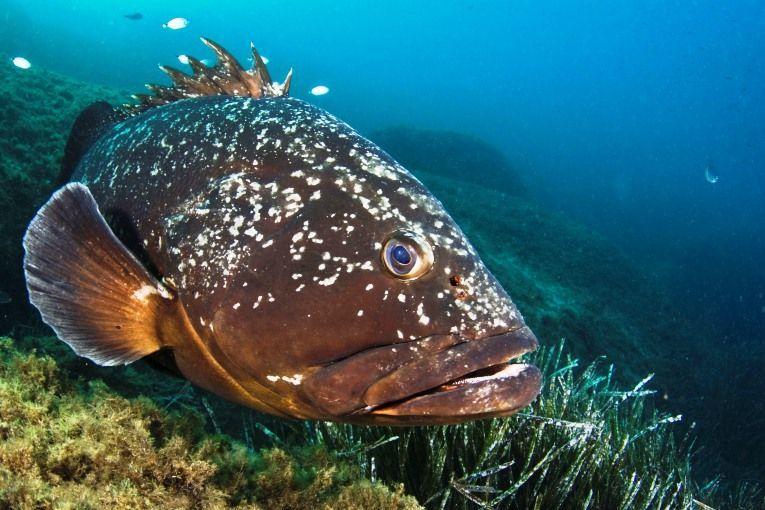 Orfoz Balığı Ve Fiziksel Özellikleri