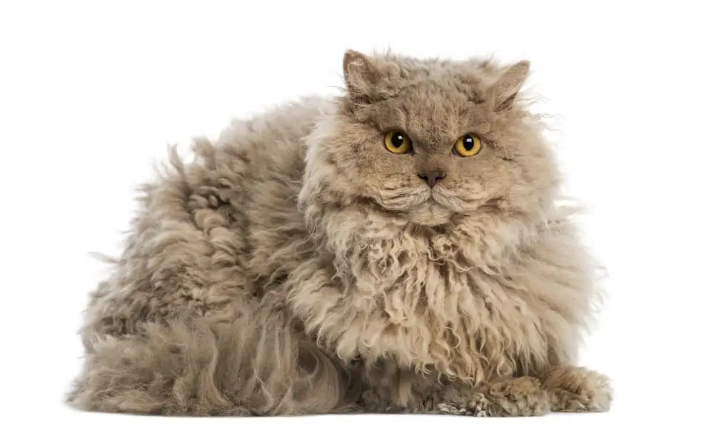 Selkirk Rex Kedisi Tarihçesi Ve Özellikleri