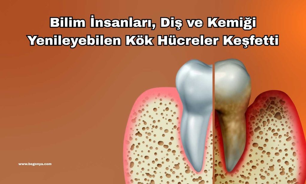 Bilim İnsanları, Diş ve Kemiği Yenileyebilen Kök Hücreler Keşfetti: Ağız Sağlığında Yeni Bir Devrim