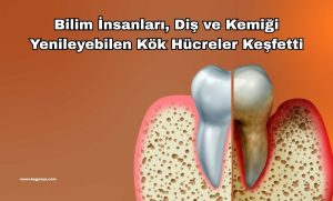 Bilim İnsanları, Diş ve Kemiği Yenileyebilen Kök Hücreler Keşfetti: Ağız Sağlığında Yeni Bir Devrim