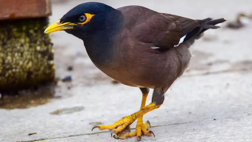 Çiğdeci Kuşu Ve Yaşam Alanları