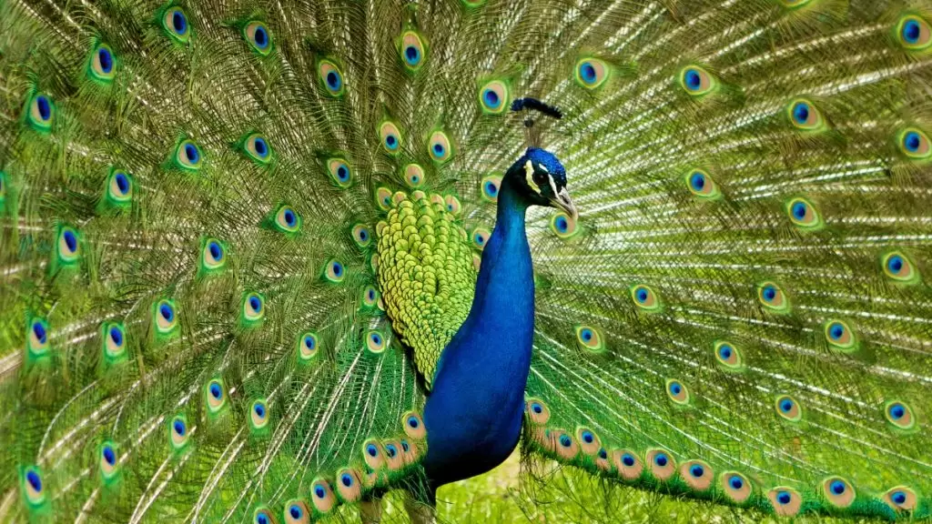 Cüce Tavus Kuşu Ve Fiziksel Özellikleri