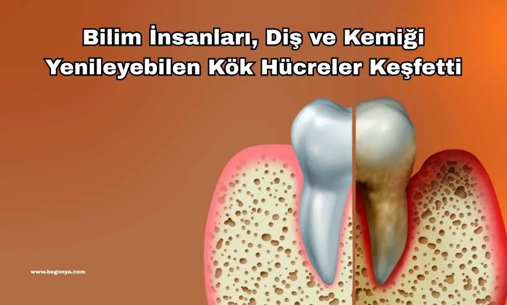 Bilim İnsanları, Diş ve Kemiği Yenileyebilen Kök Hücreler Keşfetti: Ağız Sağlığında Yeni Bir Devrim